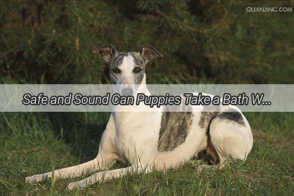 Safe and Sound Can Puppies Take a Bath Without Full Vaccinations